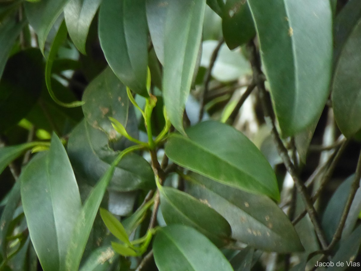 Garcinia quaesita Pierre